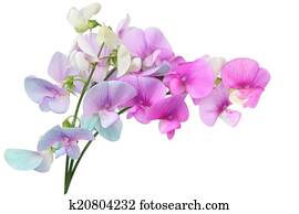 selvagem, ervilha doce, flores