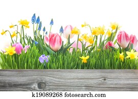 spring flowers spring flowers