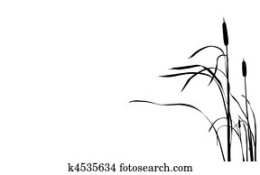 vector illustration bulrush on white background vector illustration bulrush on white background