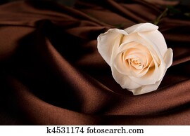 White rose on brown silk