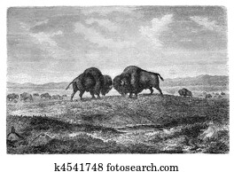 Bisons Bisons