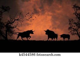 Black bulls in the sunset Black bulls in the sunset