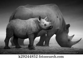 Black Rhinoceros calf and cow Black Rhinoceros calf and cow
