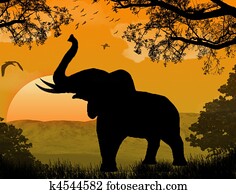 elephant at sunset elephant at sunset