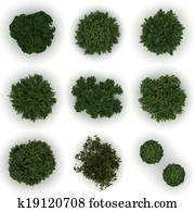 Trees from top view Trees from top view