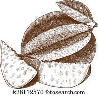 engraving illustration of mango engraving illustration of mango