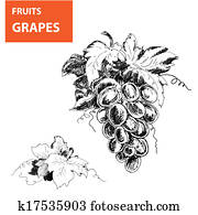 Hand drawn illustrations of grapes Hand drawn illustrations of grapes