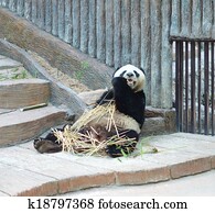 panda