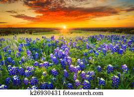 Sunset on Sugar Ridge Road, Ennis, TX