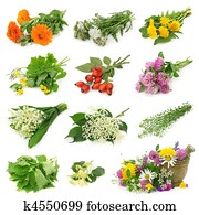 אוסף, של, טרי, עשב תרופתי