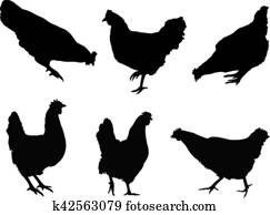 תרנגולות, צללית