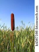 bulrush, em, pântano