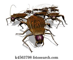 Cockroach Invasion - Bug's View Cockroach Invasion - Bug's View