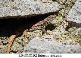 Common wall lizard sunbathing