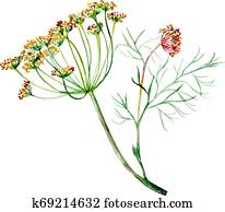 Dill. Green flavouring herb. Hand-drawn watercolor illistration. Dill. Green flavouring herb. Hand-drawn watercolor illistration.