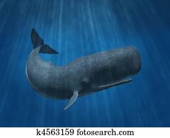 Sperm Whale Sperm Whale