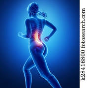 Spine anatomy in jogging Spine anatomy in jogging