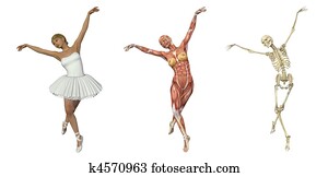 Anatomical Overlays - Ballet Anatomical Overlays - Ballet