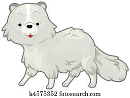 Arctic Fox Arctic Fox