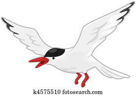 Arctic Tern