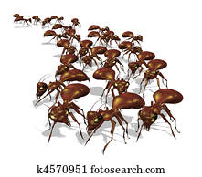 Army of Ants Army of Ants