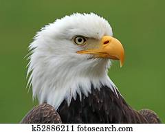 American Wildcats Stock Photos | Our Top 142 American Wildcats Images