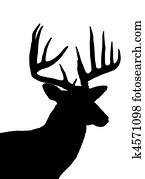 cervo whitetail, cabeça, silueta, isolado, branco