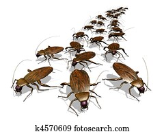 Cockroach Invasion Cockroach Invasion