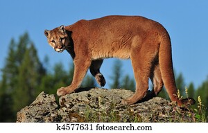 Cougar Cougar