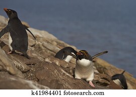 Macaroni Penguin (Eudyptes chrysolophus)