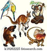 set with australian animals set with australian animals