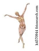 Skeleton with Muscles - Ballet Pose Skeleton with Muscles - Ballet Pose