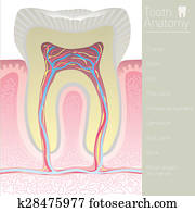 tooth medical anatomy with words