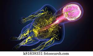 3d, render, של, מוח אנושי, עם, עצבים, מערכת, אנטומיה