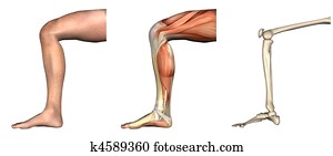Anatomical Overlays - Bent Knee Anatomical Overlays - Bent Knee