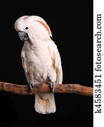 Calm Male Moluccan Cockatoo on Black