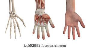 Hand Overlays Hand Overlays