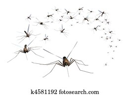 Mosquito Swarm Mosquito Swarm