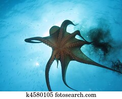 Octopus and black ink Octopus and black ink