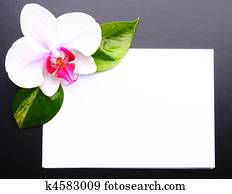 zen or spa zen or spa