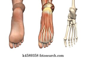 אנטומי, overlays, -, רגל