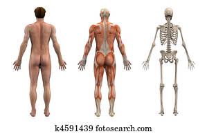 Anatomical Overlays - Adult Male