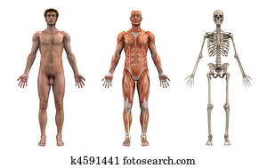 anatomisch, overlays, -, volwassene, mannelijke