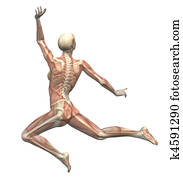 Anatomy in Motion - Woman Leaping