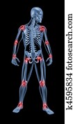 medical skeleton highlighting joints