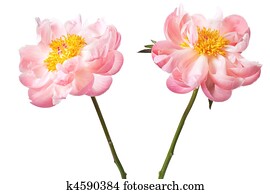 Peony Blossom isolated on a white background