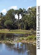 Pond in tropical climate