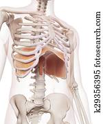 The diaphragm The diaphragm