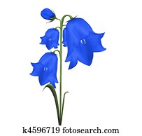 פעמון, פרוח