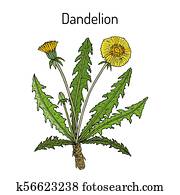 Common dandelion Taraxacum officinale , medicinal plant Common dandelion Taraxacum officinale , medicinal plant